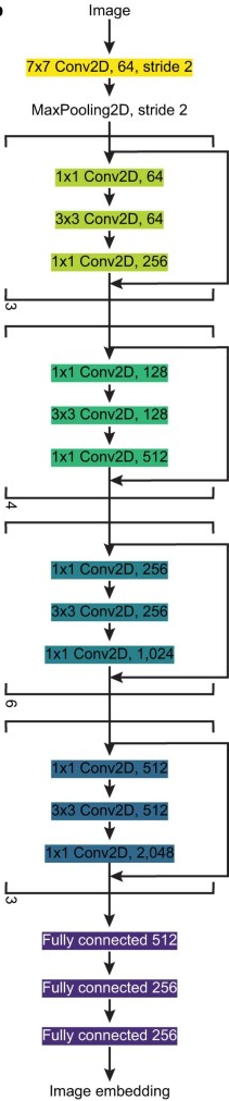 基于 ResNet50 的神经网络