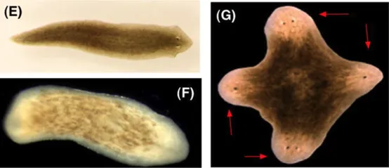 新智能模型可能颠覆生物学、遗传学、医学和人工智能-AI.x社区